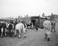 850455 Afbeelding van het transport van kalveren op het parkeerterrein bij de Veemarkt (Croeselaan) te Utrecht, kort ...